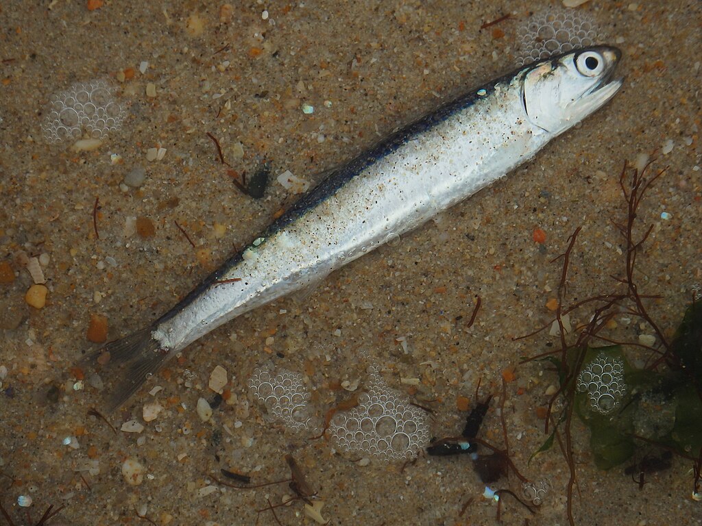 Ansjos