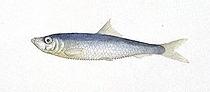 Brisling