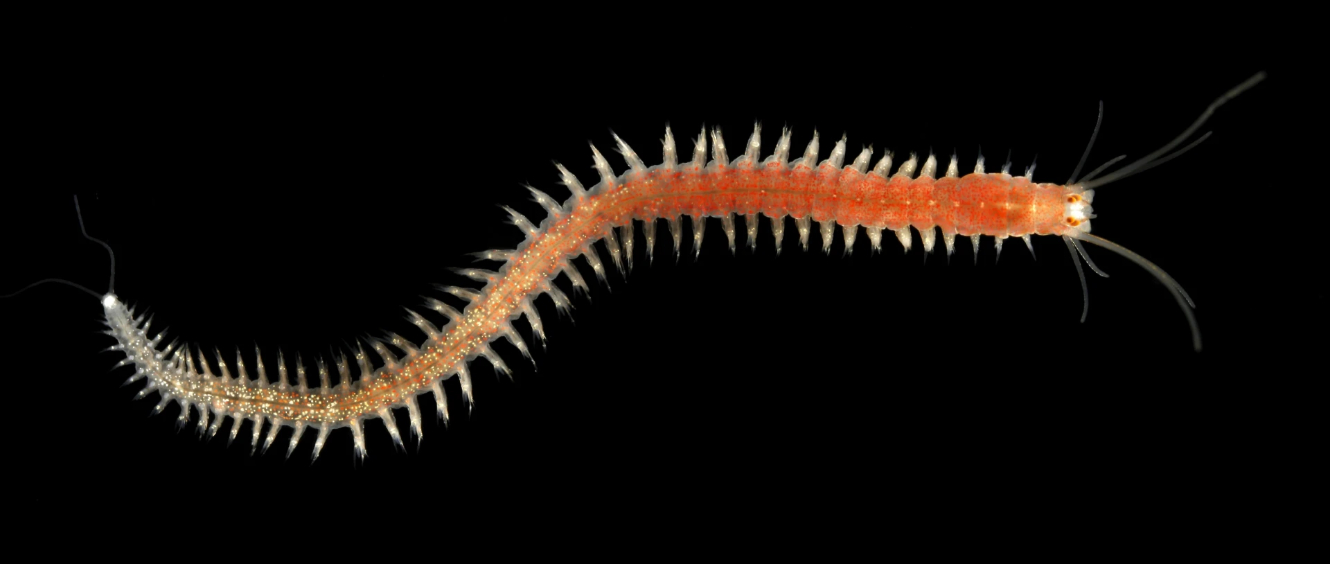 Børstemark platynereis dumerili