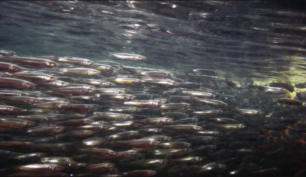 Fiskestim